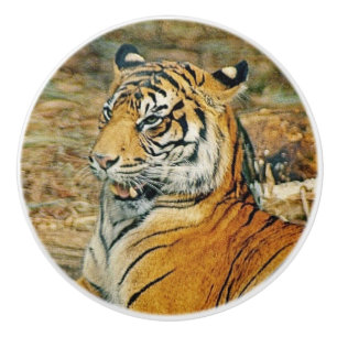 Tiger Knopp