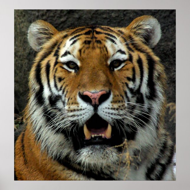 Tiger - Kom här och säg det! Poster (Framsidan)