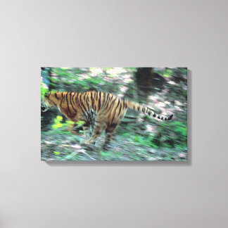 Tiger-körning Canvastryck
