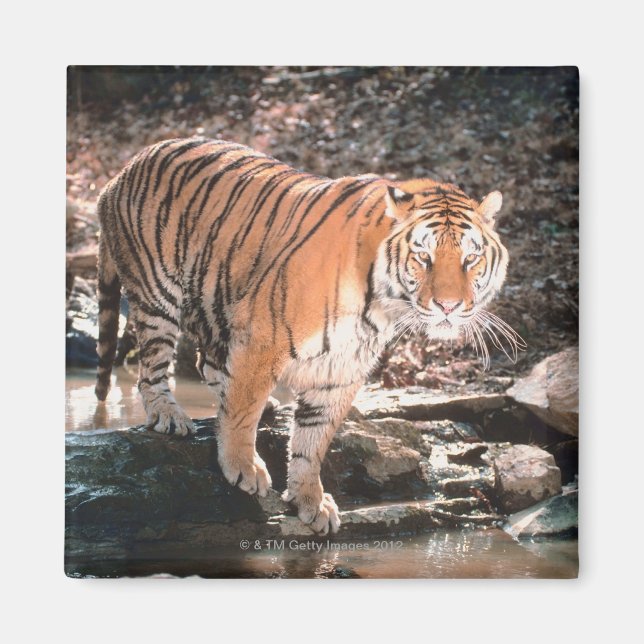 Tiger-korsningsström Magnet (Framsidan)