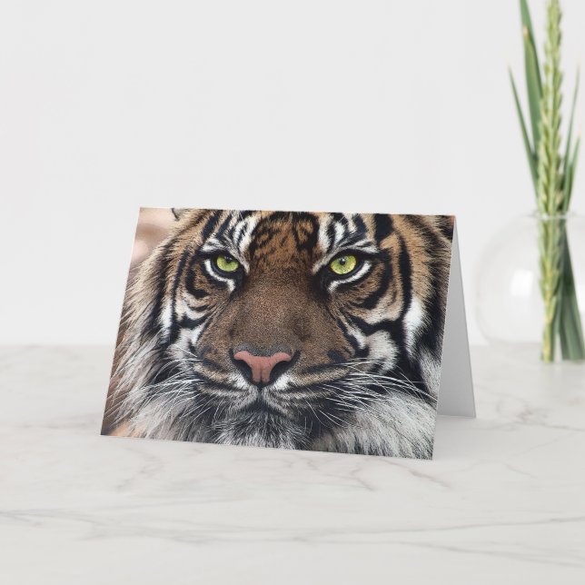 Tiger Kort (Framsida)