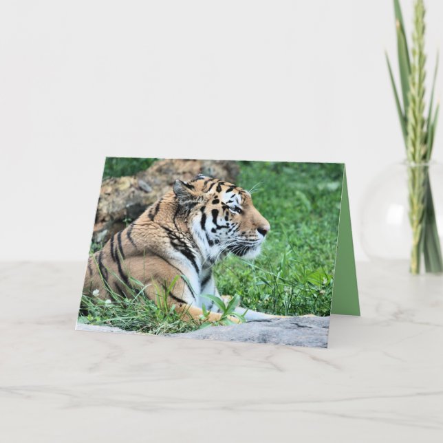 Tiger Kort (Framsida)