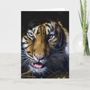 Tiger Kort