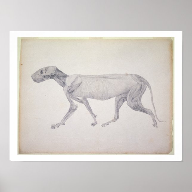 Tiger: Lateral vy, delvis dissekerad, från Poster (Framsidan)