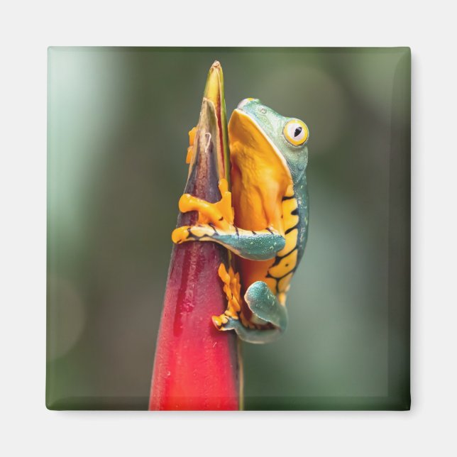 Tiger Leged Monkey Träd Frog Grönt Orange Magnet (Framsidan)