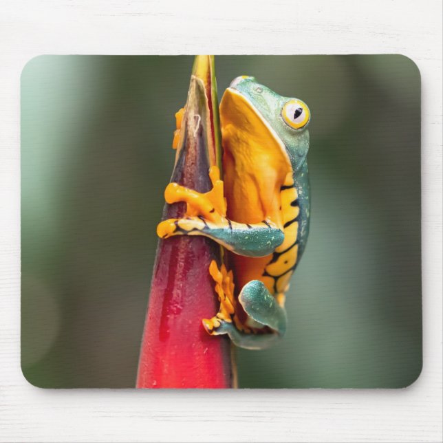 Tiger Leged Monkey Träd Frog Grönt Orange Musmatta (Framsidan)