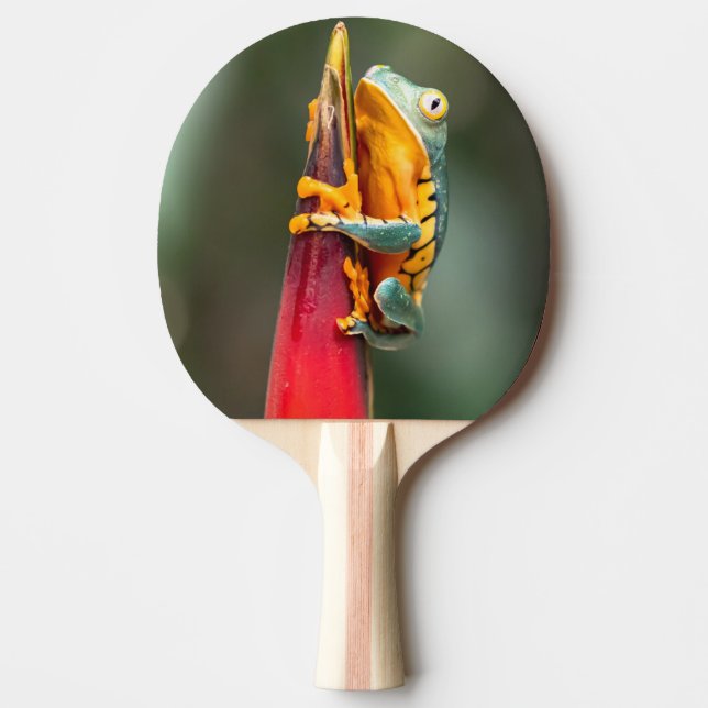 Tiger Leged Monkey Träd Frog Grönt Orange Pingisracket (Framsidan)