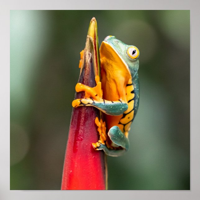 Tiger Leged Monkey Träd Frog Grönt Orange Poster (Framsidan)