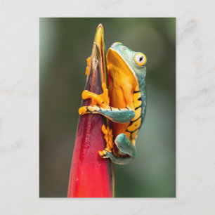 Tiger Leged Monkey Träd Frog Grönt Orange Vykort