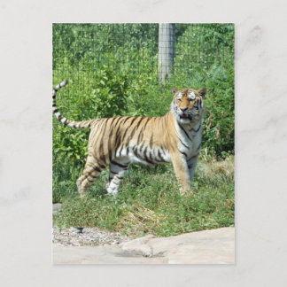 Tiger Light Vykort