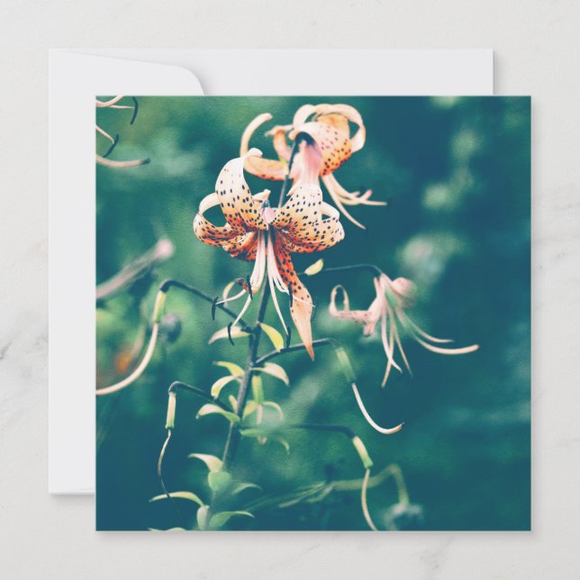 Tiger lilies blommar på hösten (Framsida)