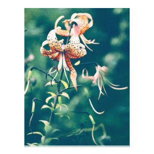 Tiger lilies fototryck