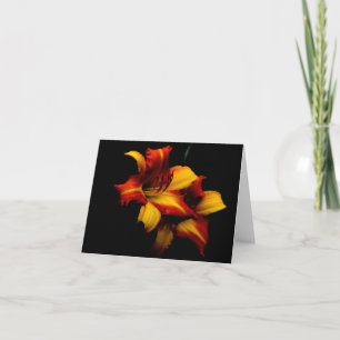 Tiger Lilies.. Kort