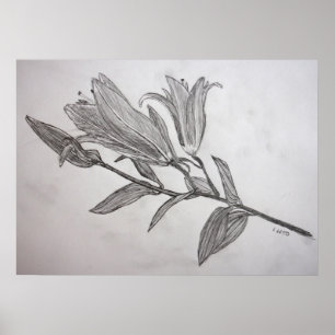 Tiger Lilies Pencil Teckning Blomteckning Poster