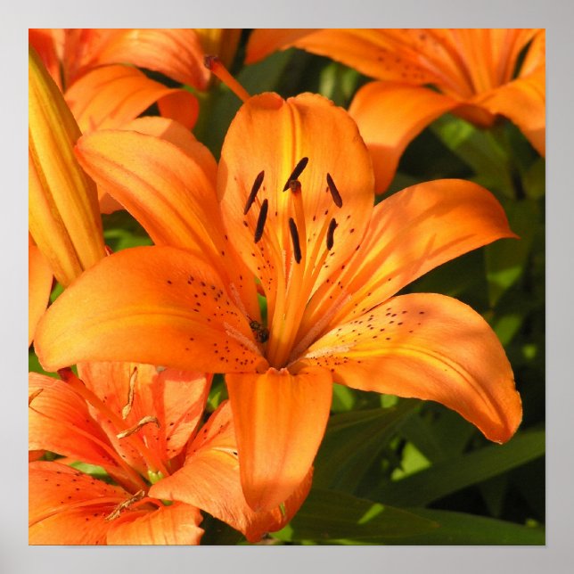 Tiger Lilies Photograph Poster (Framsidan)