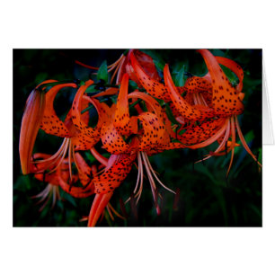 Tiger Lilly Hälsningskort