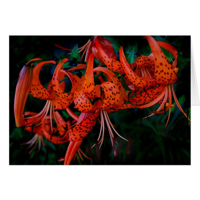 Tiger Lilly Hälsningskort (Framsidan Horizontal)