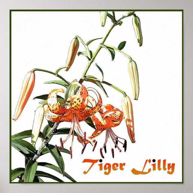 Tiger Lilly Poster (Framsidan)