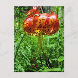 Tiger Lily 01 Vykort