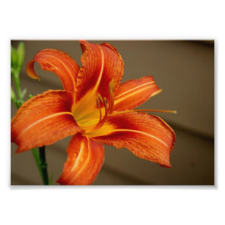 Tiger Lily 5x7 Photographic Print Fototryck