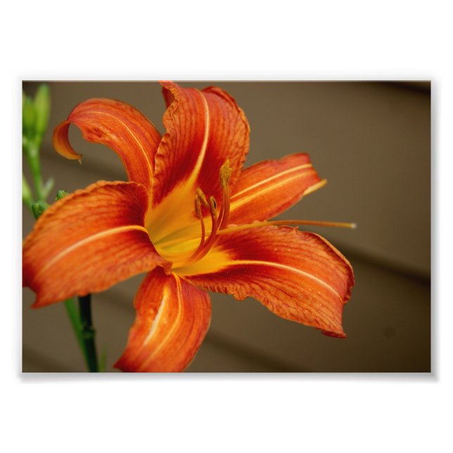 Tiger Lily 5x7 Photographic Print Fototryck (Framsidan)