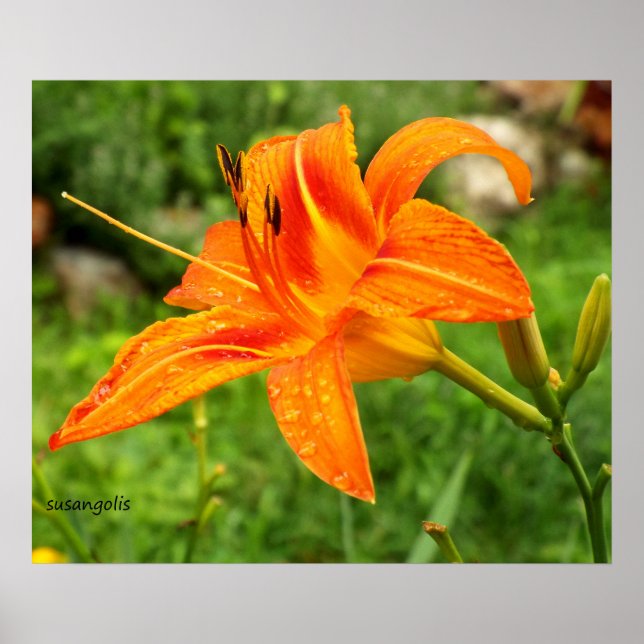 Tiger Lily Botaniskt Värde Affisch (Framsidan)