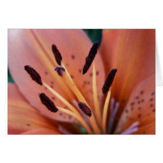 Tiger Lily Card Hälsningskort