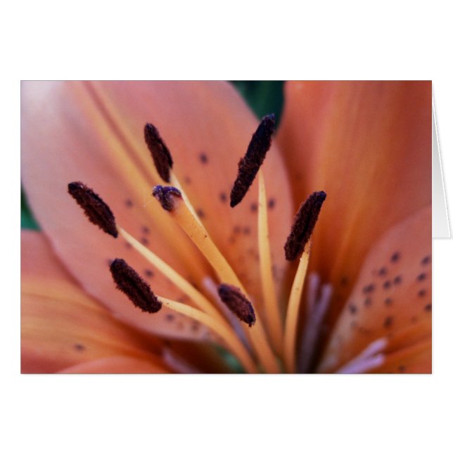 Tiger Lily Card Hälsningskort (Framsidan Horizontal)