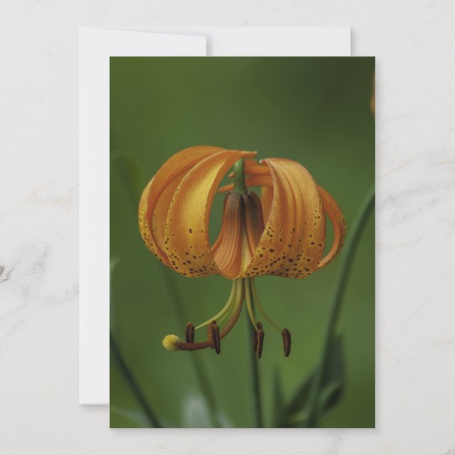 Tiger Lily - Flat Greeting Card Kort (Framsida)