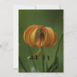 Tiger Lily - Flat Greeting Card Kort