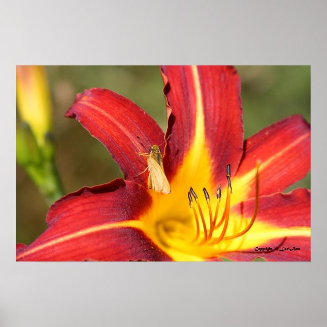 Tiger Lily & Friend Poster (Framsidan)