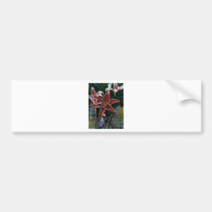 Tiger Lily Gibney The MUSEUM Zazzle Gifts Bildekal