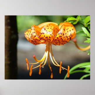 TIGER LILY KONST Officekonsttryck inramat Poster