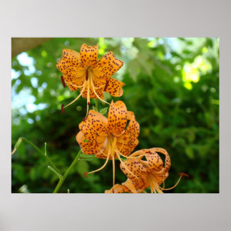 TIGER LILY KONSTTRYCK Inramade konstverk Liljor Poster
