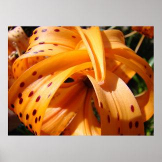 TIGER LILY KONSTTRYCK Present till Masterträdgårds Poster