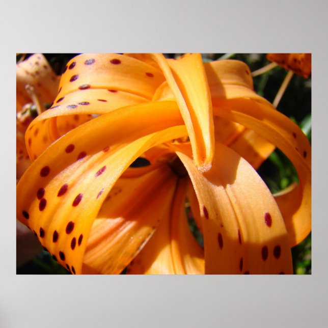 TIGER LILY KONSTTRYCK Present till Masterträdgårds Poster (Framsidan)
