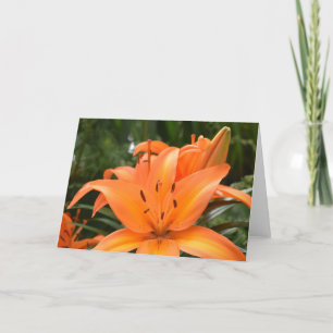 Tiger Lily, kort