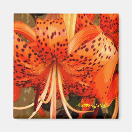 "Tiger Lily" Magnet