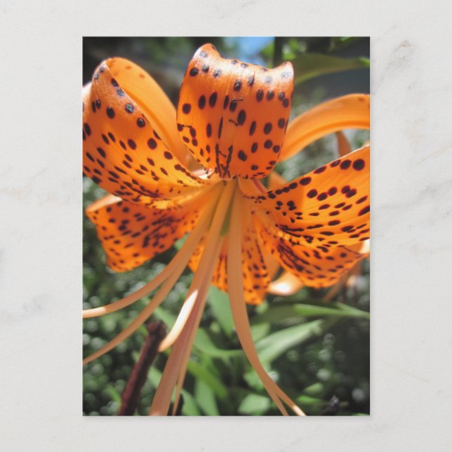 Tiger Lily Postcards Vykort (Framsida)
