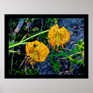 Tiger Lily Poster