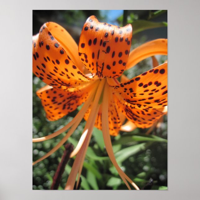Tiger Lily Poster Skriv ut (Framsidan)