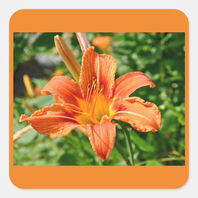 Tiger Lily - Sticker Fyrkantigt Klistermärke (Framsida)