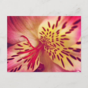 Tiger Lily vycard Vykort