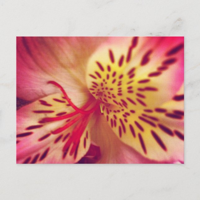 Tiger Lily vycard Vykort (Framsida)