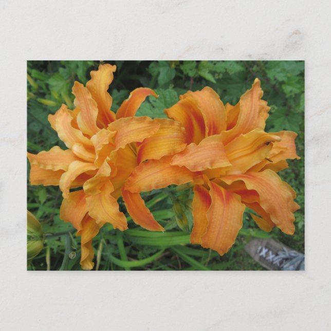 Tiger Lily Vykort (Framsida)