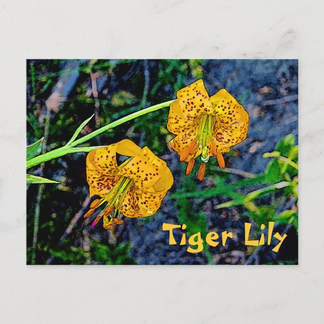 Tiger Lily Vykort (Framsida)