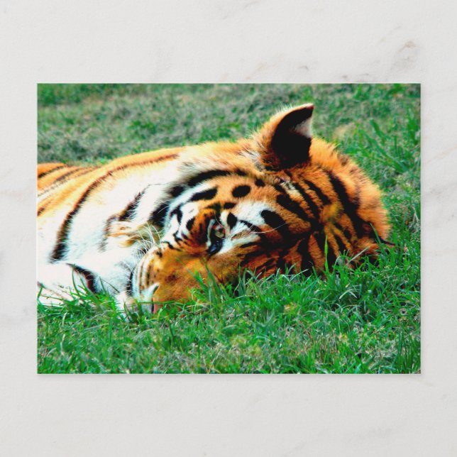 Tiger Ljuger ned vykort (Framsida)
