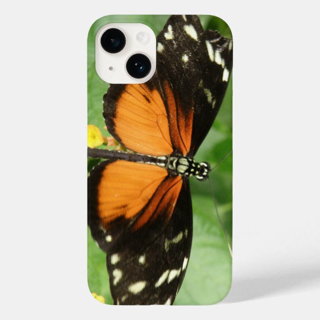 Tiger Longwing Butterfly (Baksida)