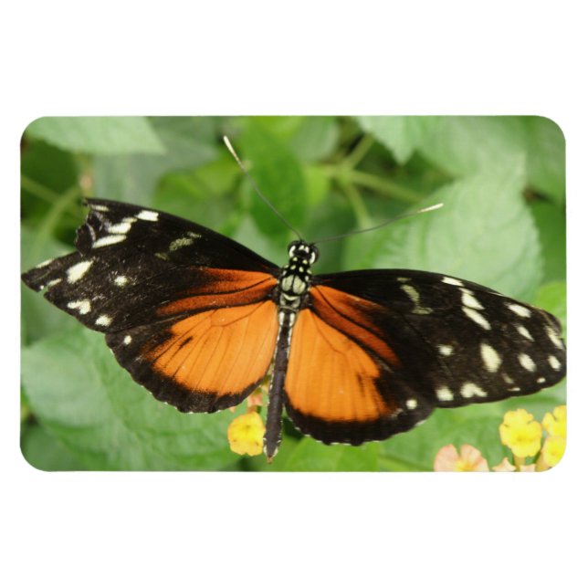 Tiger Longwing Butterfly Flexi Magnet (Horisontell)