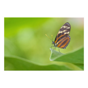 Tiger Longwing Butterfly Fototryck